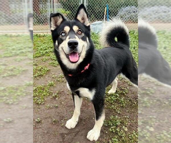 Medium Photo #1 Siberian Husky Puppy For Sale in Sacramento, CA, USA