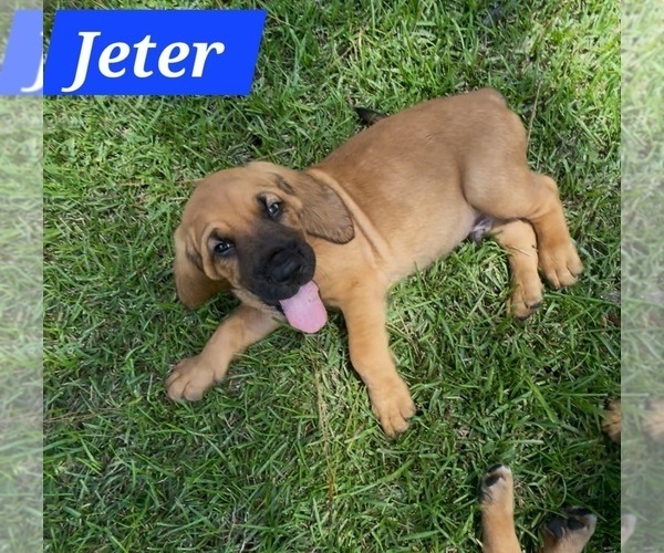 Medium Photo #2 Bloodhound Puppy For Sale in FOLSOM, LA, USA