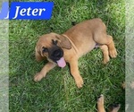Puppy 1 Bloodhound