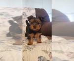 Puppy Sage Yorkshire Terrier