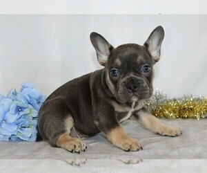 French Bulldog Puppy for sale in FREDERICKSBG, OH, USA