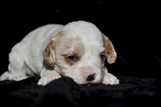 Medium Photo #6 Cavapoo Puppy For Sale in PHOENIX, AZ, USA