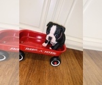 Small Photo #4 Boston Terrier Puppy For Sale in OCEAN SPGS, MS, USA