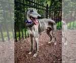 Small #1 Whippet
