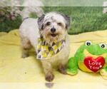 Small Poodle (Miniature) Mix