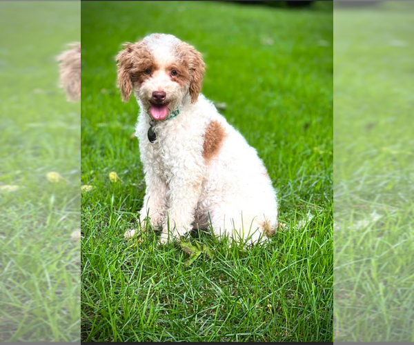 Medium Photo #1 Goldendoodle (Miniature) Puppy For Sale in CORUNNA, MI, USA