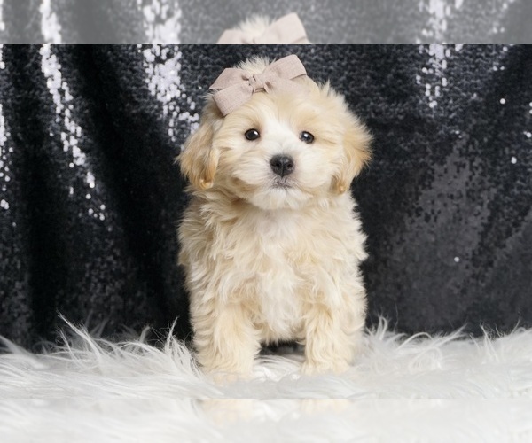 Medium Photo #2 Maltipoo Puppy For Sale in WARSAW, IN, USA