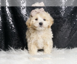 Medium Maltipoo