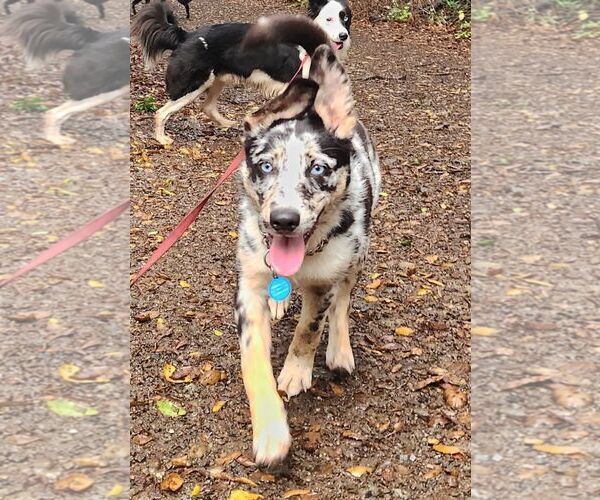 Medium Photo #1 Border Collie Puppy For Sale in Paso Robles, CA, USA