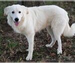 Small #3 Great Pyrenees