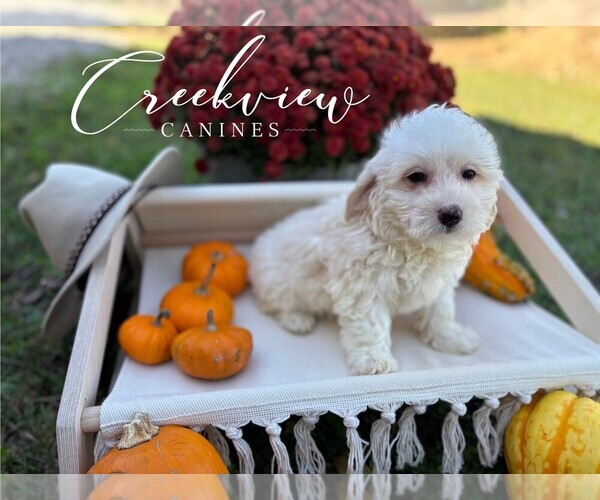 Medium Photo #3 Havachon Puppy For Sale in NIANGUA, MO, USA