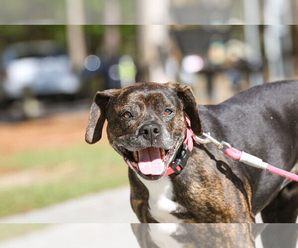 Medium Photo #6 Mutt Puppy For Sale in  Gainesville, FL, USA