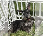 Puppy Cinna Schnauzer (Miniature)