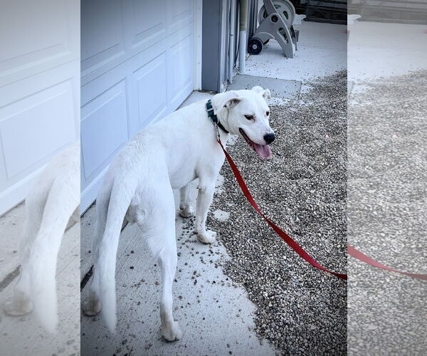 Medium Photo #4 Boxer-Dalmatian Mix Puppy For Sale in Estherville, IA, USA