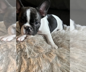 French Bulldog Puppy for sale in BOSTON, MA, USA