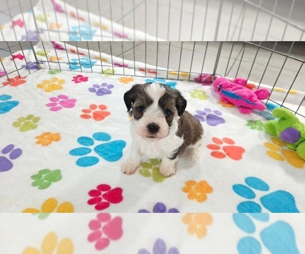 Medium Photo #16 Havashire Puppy For Sale in ORO VALLEY, AZ, USA