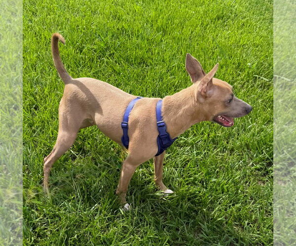 Medium Photo #8 American Pit Bull Terrier-Unknown Mix Puppy For Sale in Oakhurst, NJ, USA