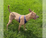 Small #7 American Pit Bull Terrier Mix