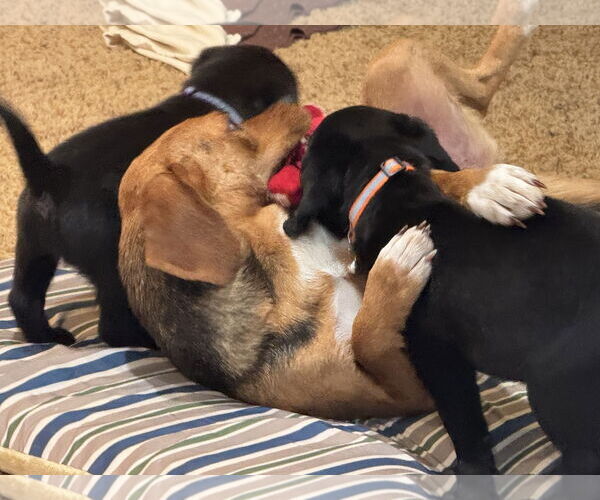 Medium Photo #5 Labbe Puppy For Sale in Wheaton, IL, USA