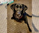 Small #14 Labrador Retriever