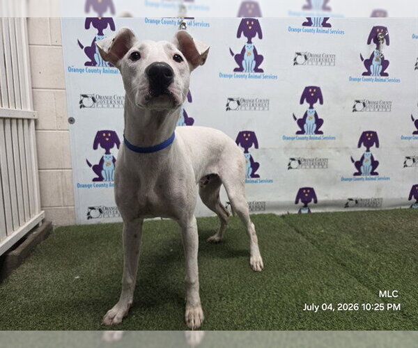 Medium Photo #1 Mutt Puppy For Sale in Orlando, FL, USA
