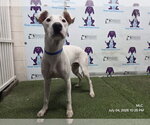 Small Mutt