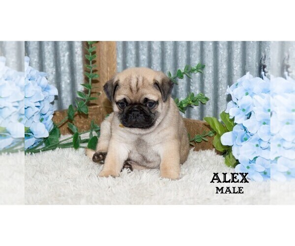 Medium Photo #35 Pug Puppy For Sale in CLARE, MI, USA
