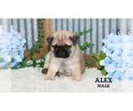 Small #34 Pug