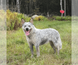 Mother of the Australian Cattle Dog puppies born on 07/01/2026