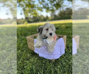 Havanese Puppy for sale in ANDERSON, SC, USA