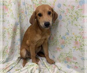 Labrador Retriever-Unknown Mix Dogs for adoption in Rosenberg, TX, USA