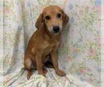 Small Labrador Retriever Mix