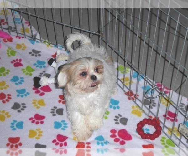 Medium Photo #5 Shih Tzu Puppy For Sale in ORO VALLEY, AZ, USA