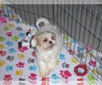 Small Photo #5 Shih Tzu Puppy For Sale in ORO VALLEY, AZ, USA