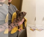Puppy Puppy 2 American Pit Bull Terrier