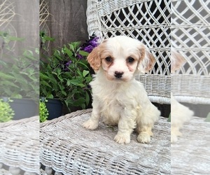 Cavapoo (Miniature) Puppy for Sale in STANLEY, Wisconsin USA