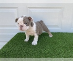 Small Photo #9 Bulldog Puppy For Sale in ATLANTA, GA, USA