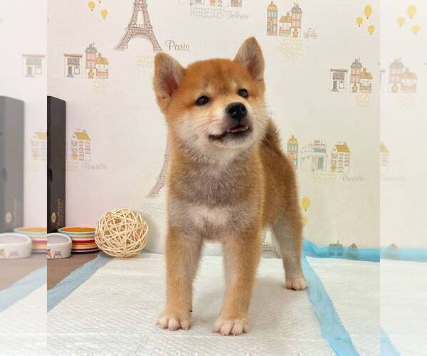 Medium Photo #2 Shiba Inu Puppy For Sale in ALHAMBRA, CA, USA