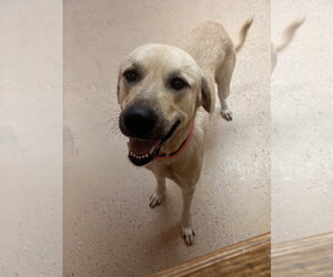 Banana - Female Anatolian Pyrenees Dog for Adoption - Photo #2