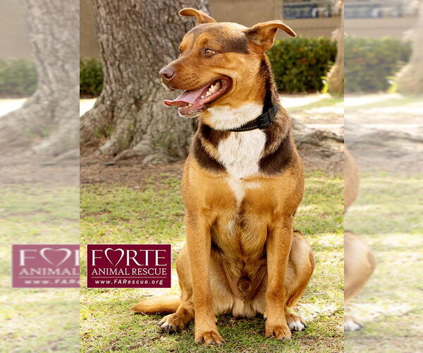 Medium Photo #5 Australian Kelpie-Huskies  Mix Puppy For Sale in Marina del Rey, CA, USA