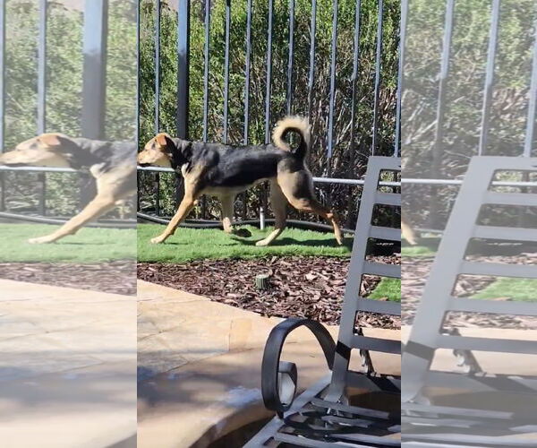 Medium Photo #5 Beagle-Unknown Mix Puppy For Sale in Escondido, CA, USA