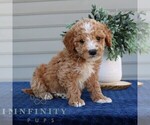 Small #3 Goldendoodle (Miniature)