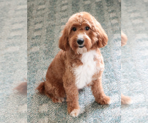 Mother of the Goldendoodle mix (+ Poodle Miniature) puppies born on 11/26/2025