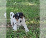 Puppy Taft Jack Russell Terrier