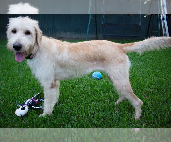 Medium Photo #3 Labrador Retriever-Unknown Mix Puppy For Sale in Canton, CT, USA