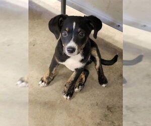 Medium Border Collie Mix