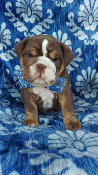 Medium Photo #1 English Bulldog Puppy For Sale in LANCASTER, PA, USA
