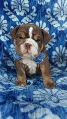 English Bulldog Puppy for sale in LANCASTER, PA, USA