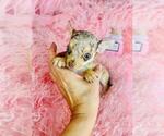 Small #3 Chihuahua
