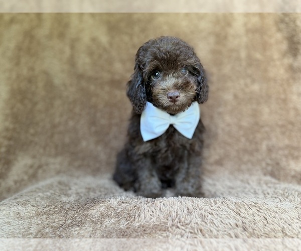 Medium Photo #3 Cavapoo (Miniature) Puppy For Sale in LAKELAND, FL, USA